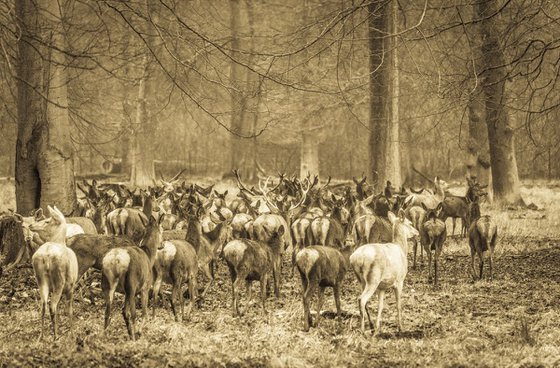 DEER HERD