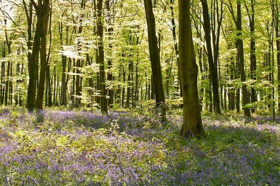 Micheldever Wood in Springtime