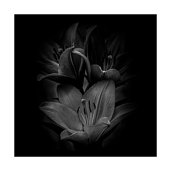 Lily Blooms Number 11 - 12x12 inch Fine Art Photography Limited Edition #1/25