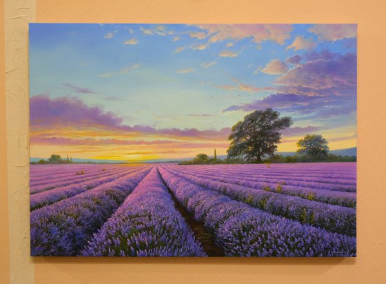 Lavender evening