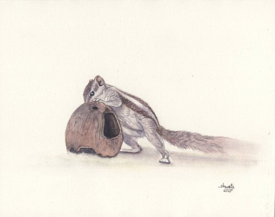 Squirrel and the coconut shell