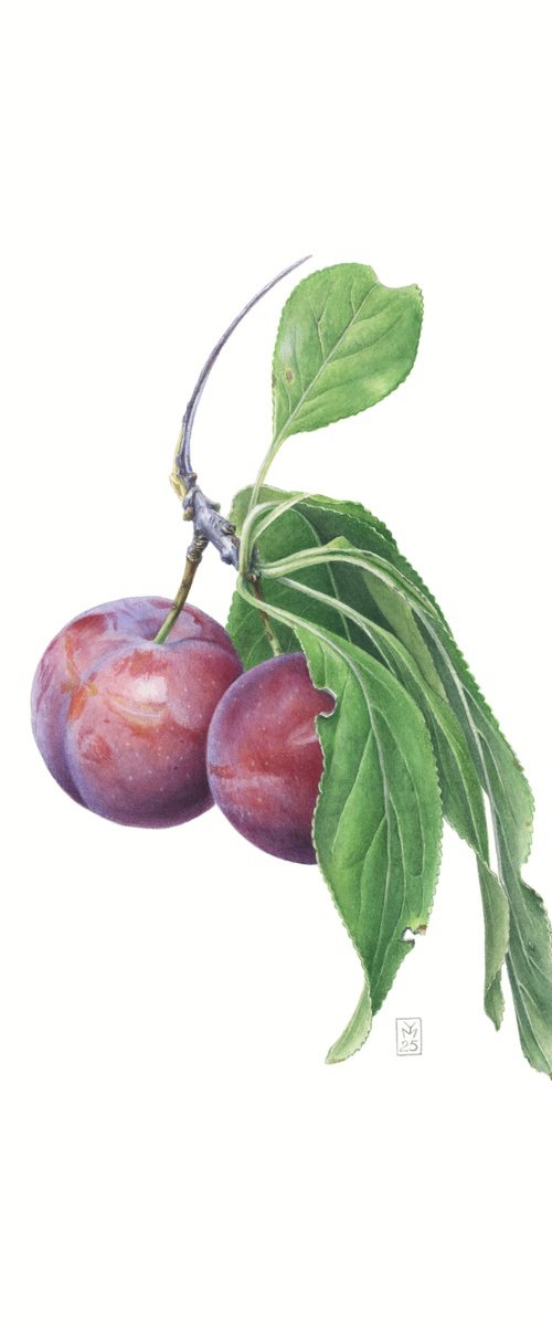 Plums by Yuliia Moiseieva