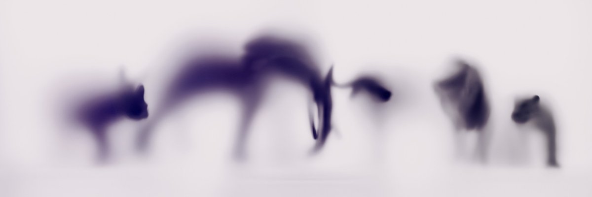 Abstract Animal Photograph By Sven Pfrommer, 59 X 20", Wild Lens - Big Five I, Original Artwork