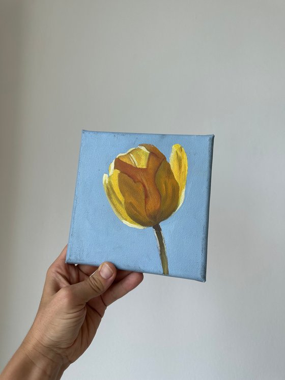 Yellow tulip