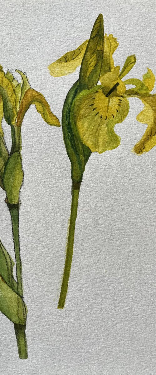 Wild Flag Iris by Christine Callum  McInally