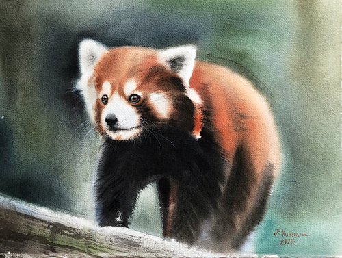 Red panda by Irina Kukrusova