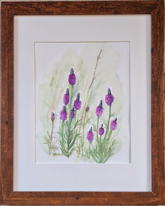 Purple Prairie Clover