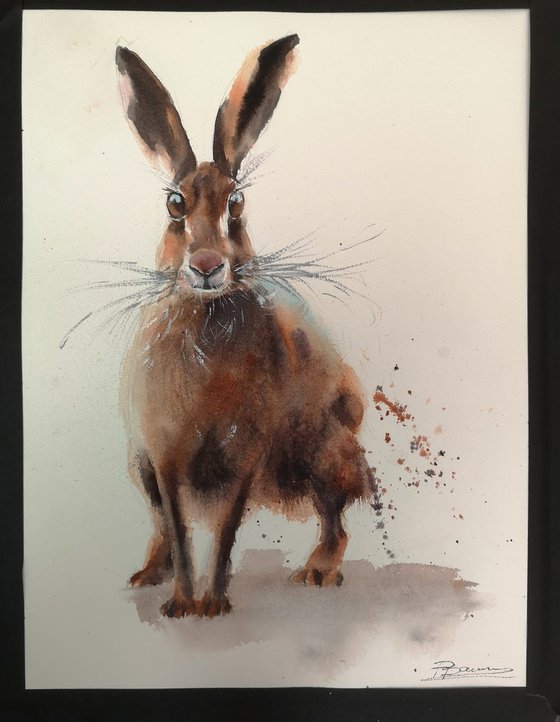 Curious Hare