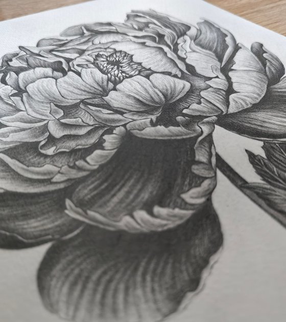 Peony