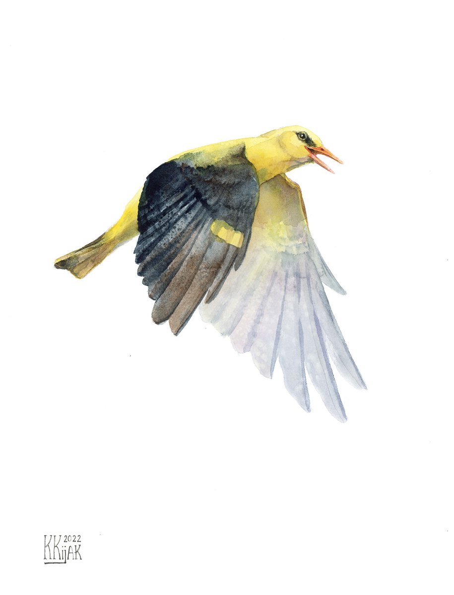 Flying Golden Oriole by Karolina Kijak