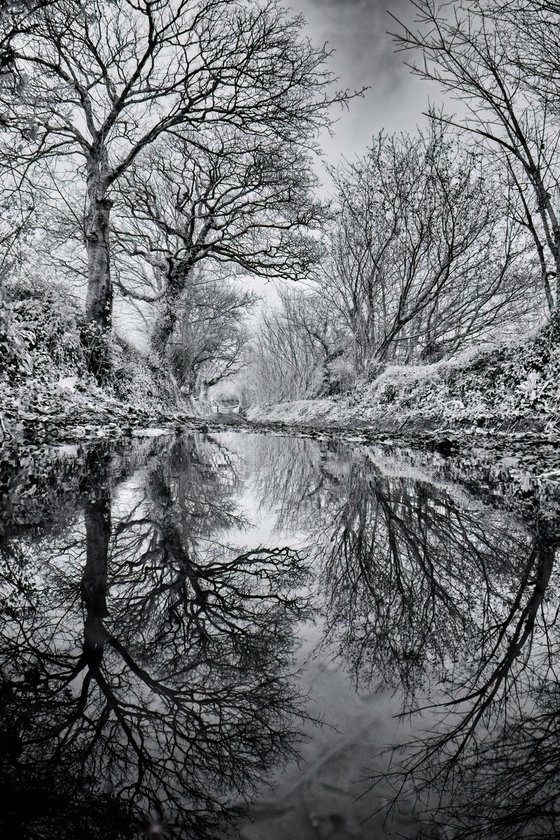 Woodland Reflections