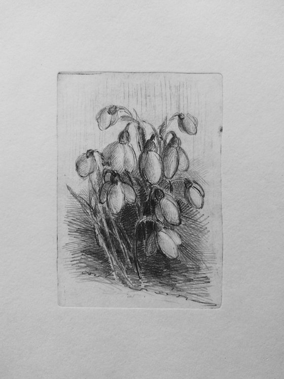 Snowdrops #3