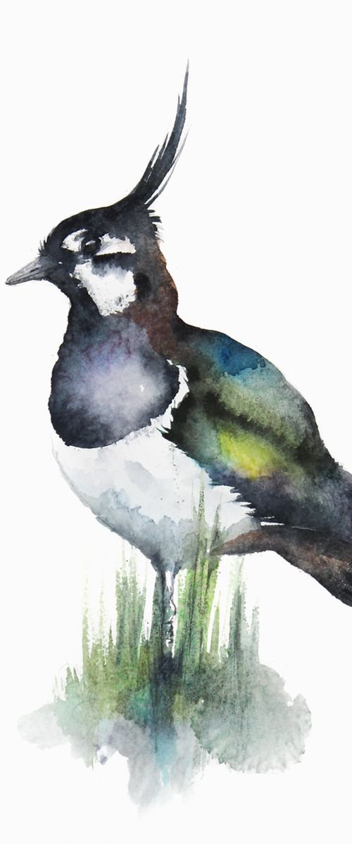 Common Kestrel, wildlife, birds watercolours by Karolina Kijak