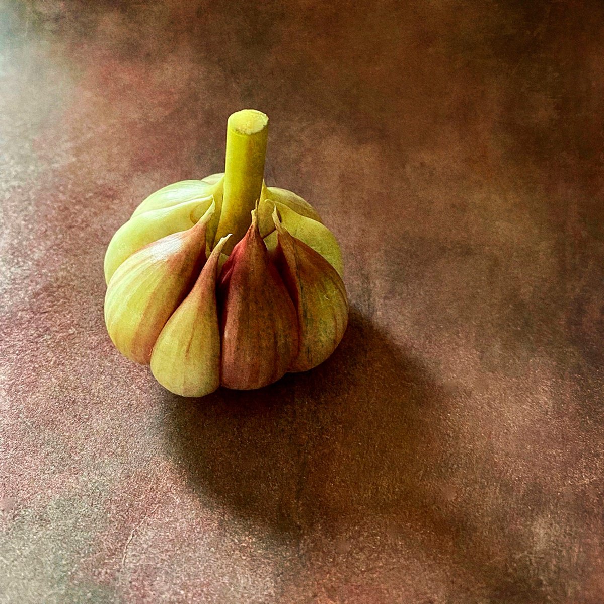 Expressive Botanical Photograph By Sarah Parsons, 12 X 12", Garlic Head, Original Artwork