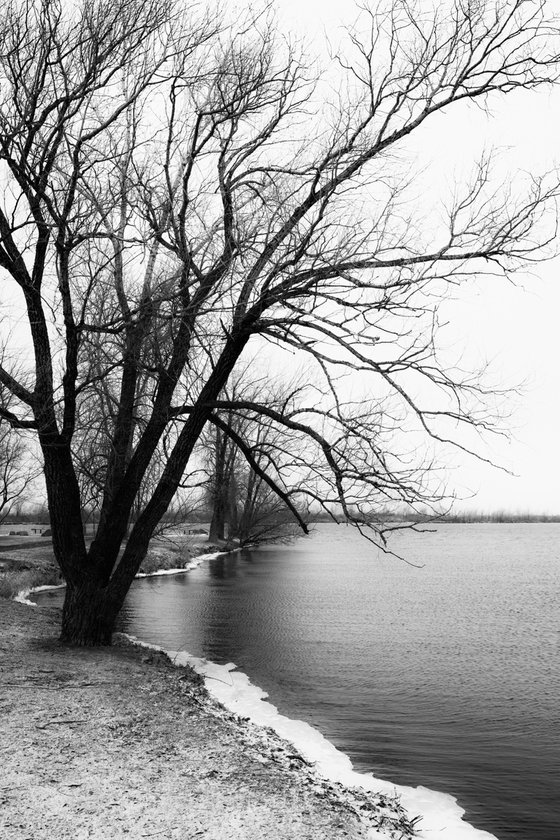 Tree by the River in December