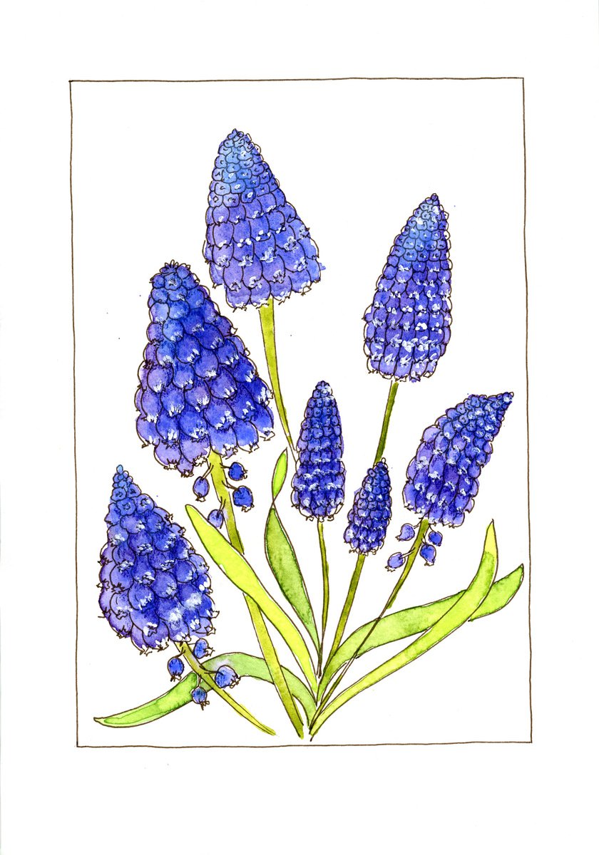 Muscari flowers mixed media illustration by Olga Ivanova