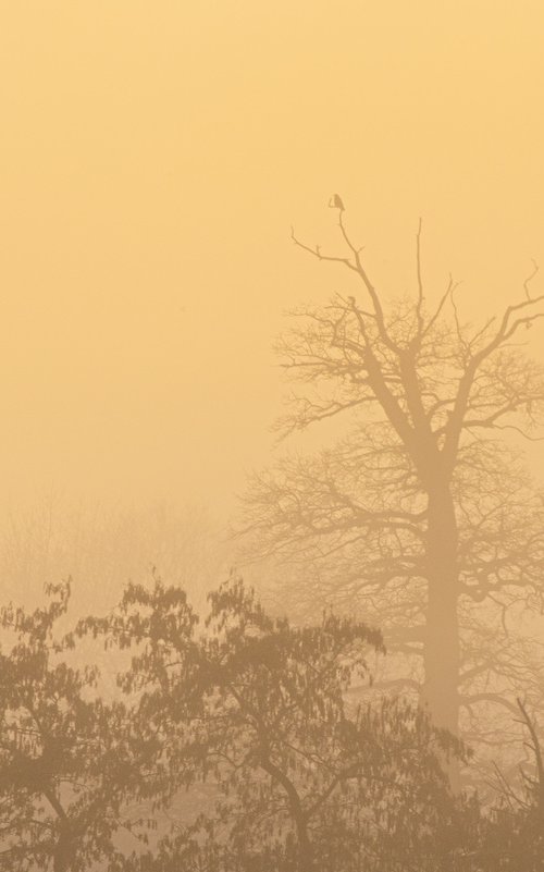 foggy landscape 10 by Jochim Lichtenberger