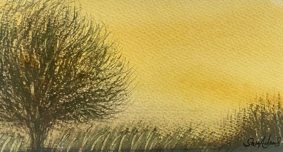 The young Winter Goat Willow