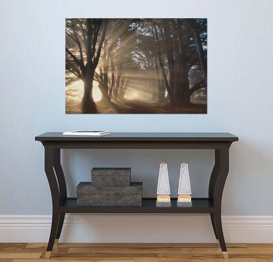 Cypress Tree Sunrise