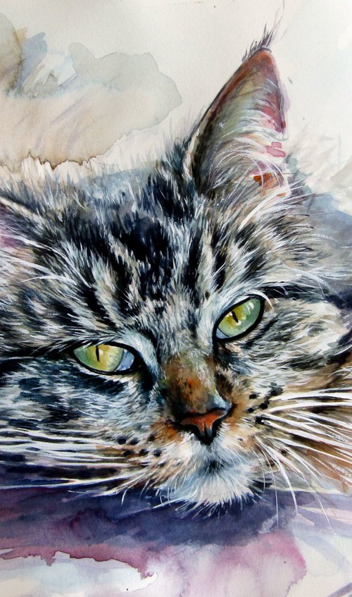 Resting cat at home by Kovács Anna Brigitta