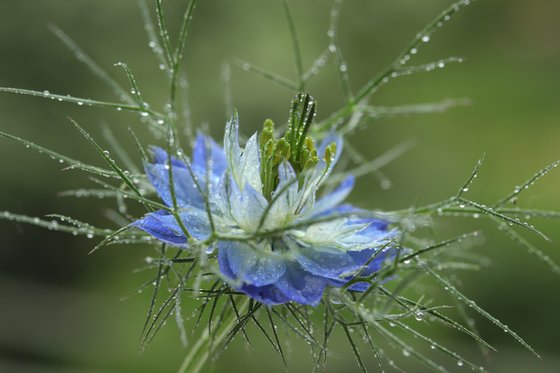 Love-in-a-Mist