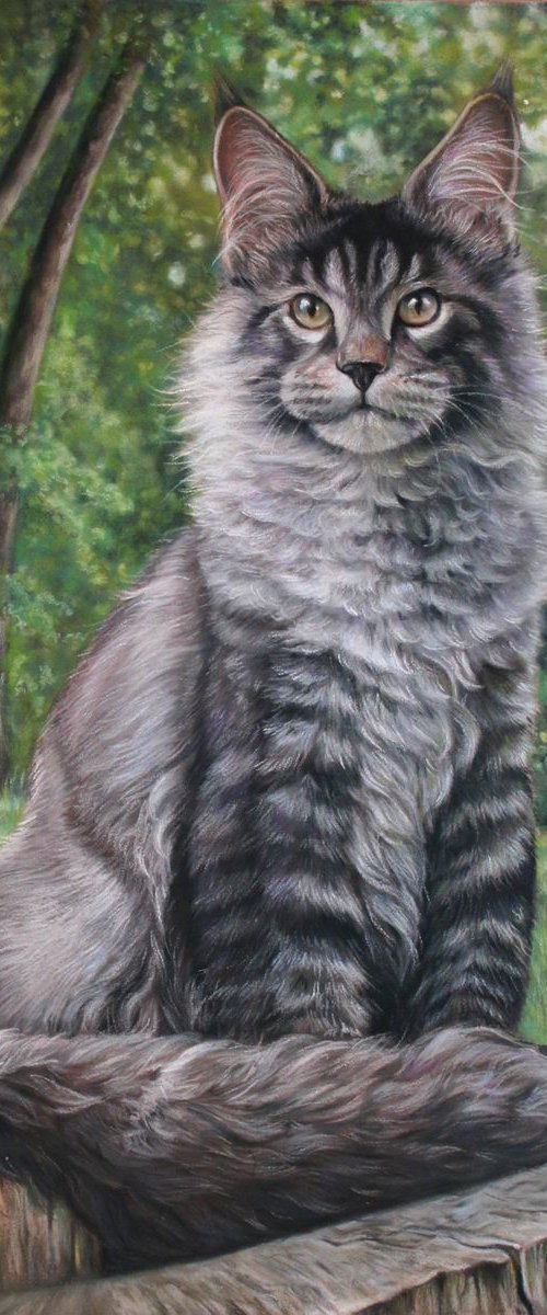 Maine Coon Cat by Tatjana Bril