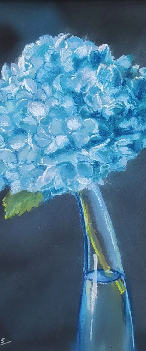 Blue hydrangea by Elena Gaivoronskaia