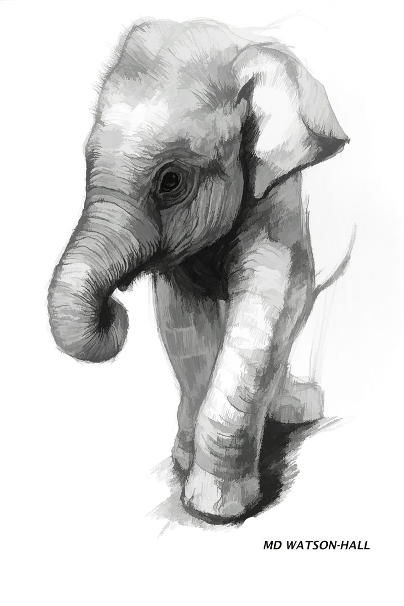 Baby Elephant by Marlene Watson