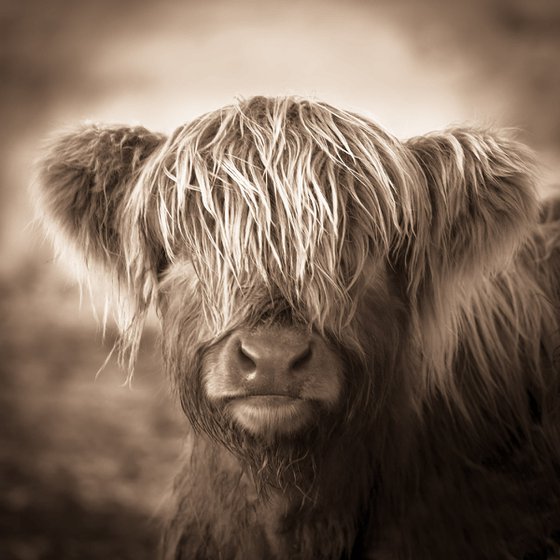 The Little Calf - Highland Cow Print