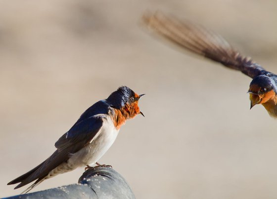 Birds - Swallow territorial fight, Cairns, Queensland, Australia