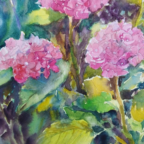 Pink Hydrangeas flowers