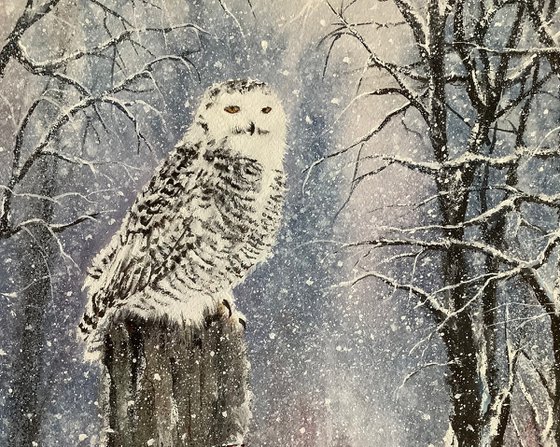 Snowy Owl