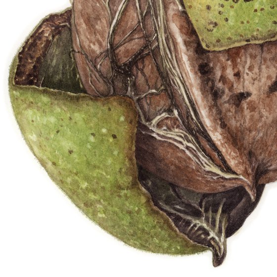 Green Walnut