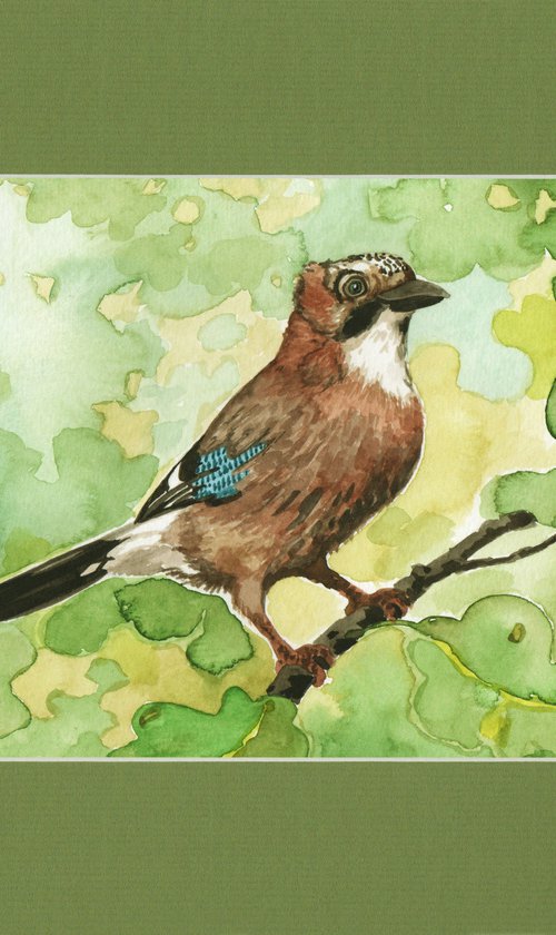 Wild nature - jay by Jolanta Czarnecka