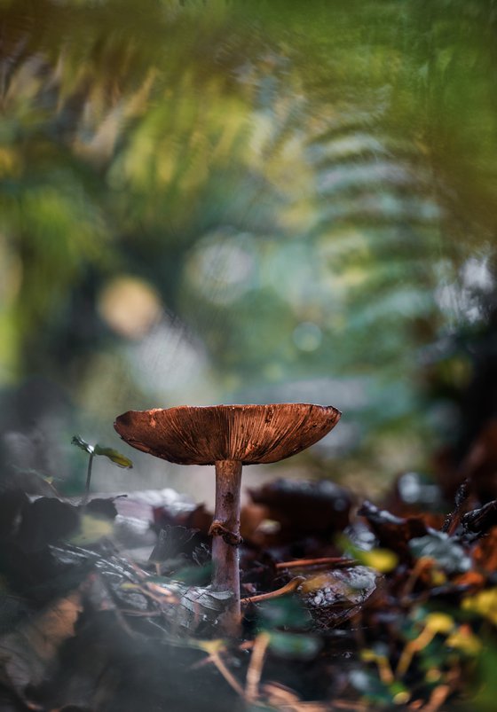 Fungi in the undergrowth