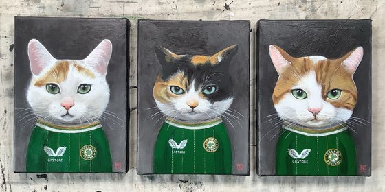 Lot of 3 cat portrait