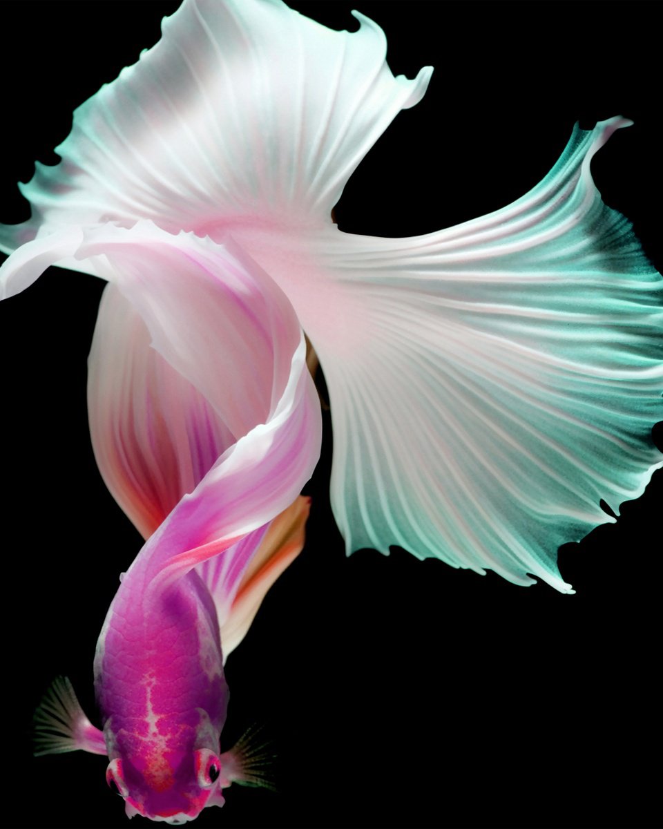 Photorealistic Animal Photograph By Michael Filonow, 34 X 42", Betta Fish 343, Original Artwork