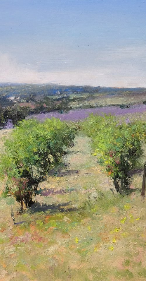 Vineyards and Lavender Fields by Pascal Giroud