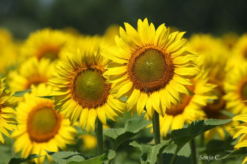 Sunflowers in the field by Sonja  Čvorović