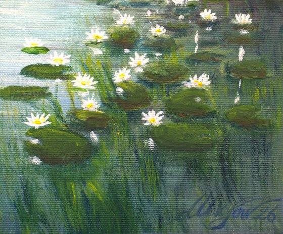 Water lily pond
