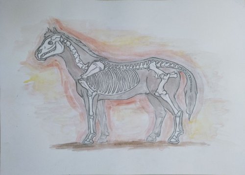 horse's sceleton by Sara Radosavljevic