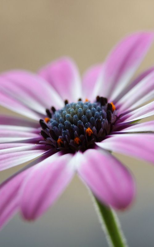 Pink daisy by Sonja  Čvorović