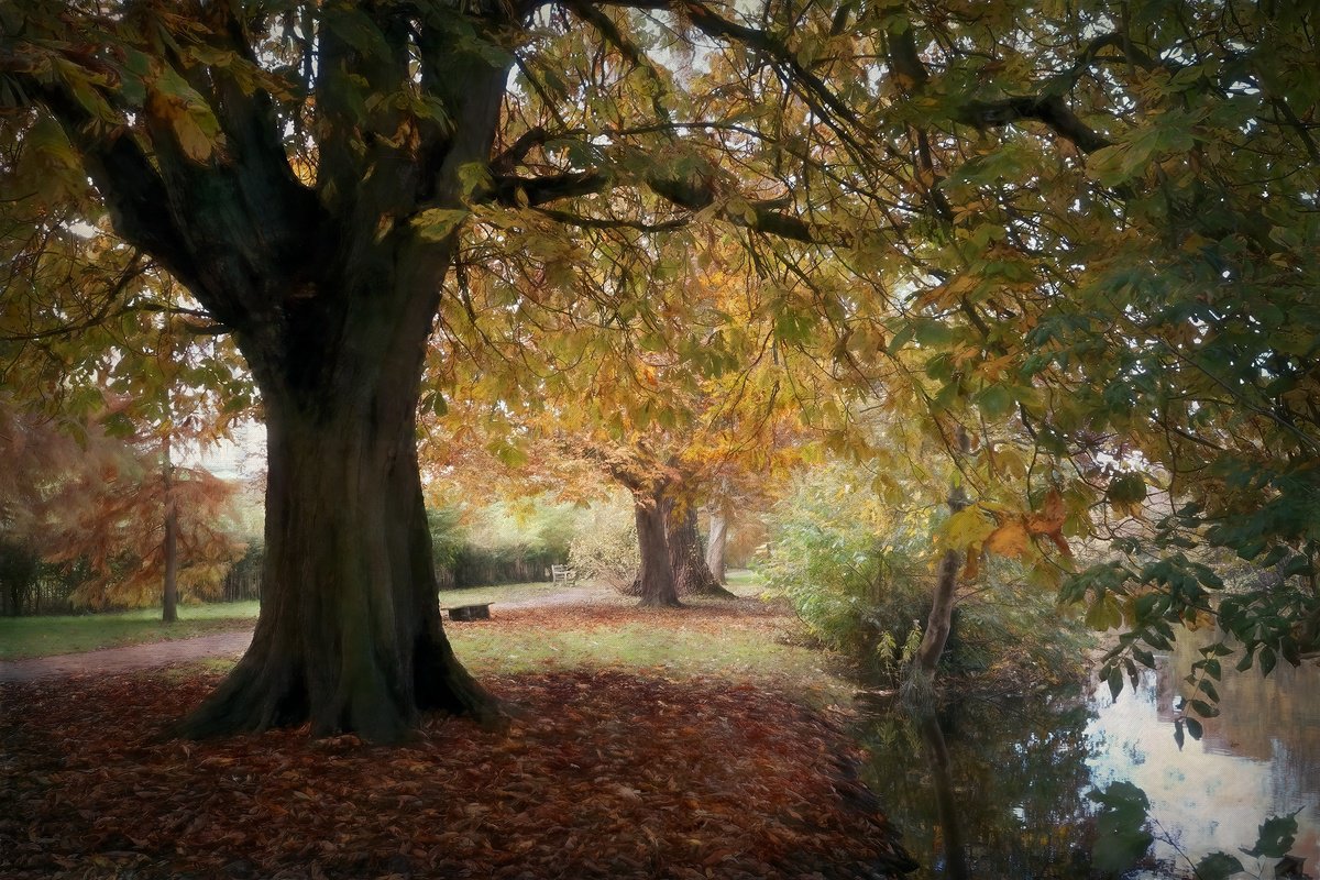 Autumn Walk by Martin  Fry