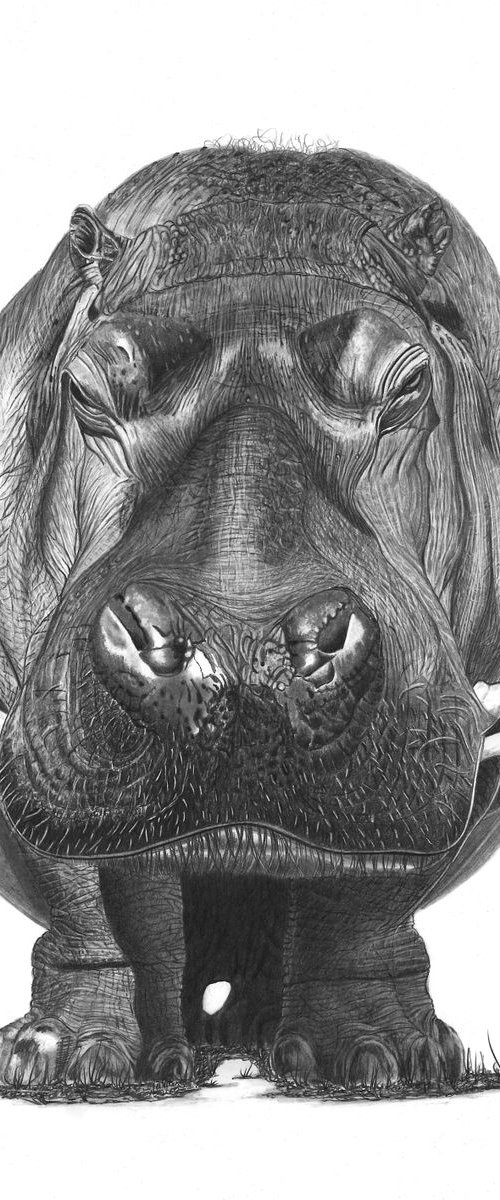 Hippo by Paul Stowe