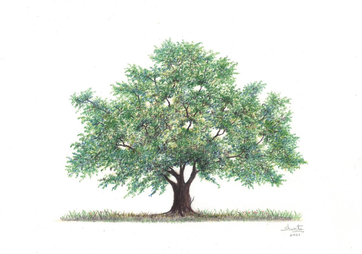 European Oak Tree Colored Pencil Drawing by Shweta  Mahajan