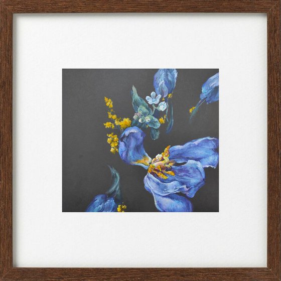 Blue tulips and yellow mimosa on women's day on black paper