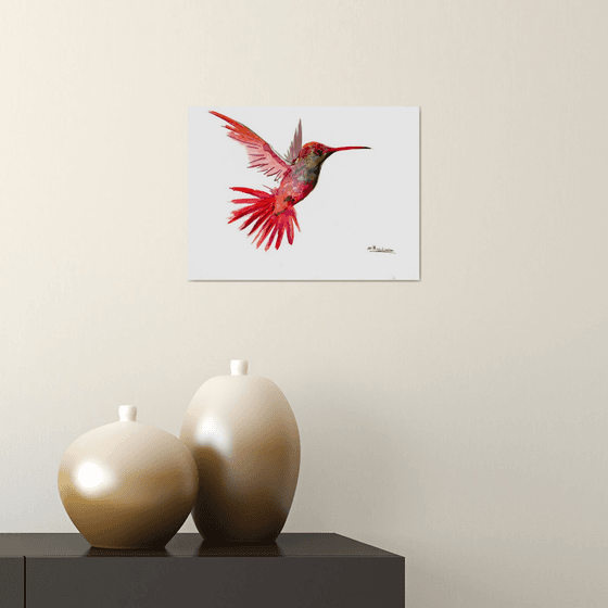 Corloful Hummingbird