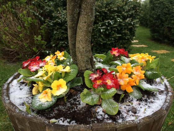 SNOW IN THE FLOWERS