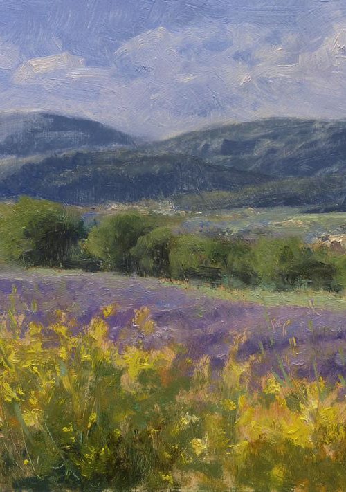 Broom and Lavender by Pascal Giroud