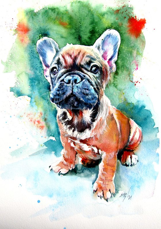 French bulldog puppy